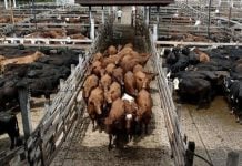Tamaulipas coordina con Coahuila y Durango regreso de exportaciones de ganado a EEUU