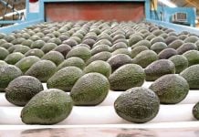 Revisan aguacate mexicano por combate al crimen organizado en EE.UU.