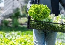 Cofepris descarta Cyclospora en lechuga de Guanajuato; no hay vínculo con brote de diarrea explosiva en EE. UU.