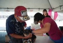 Refuerza Bienestar Animal labores de atención para reducir riesgo de enfermedades en mascotas