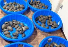 Aseguran 350 tortugas asiáticas en Aeropuerto de Matamoros