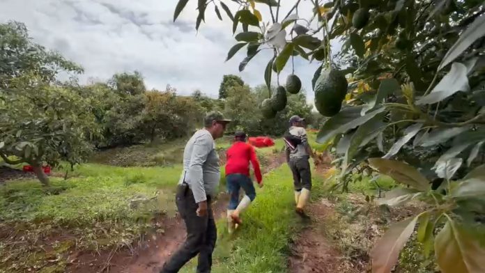 aguacate-142338