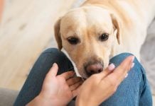 Tu perro podría distinguir si estás feliz, enojado o triste, revela estudio
