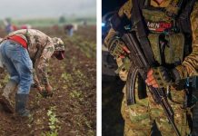 Gobierno reconoce extorsiones de grupos delictivos contra productores en Michoacán