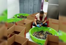 Decomisan en aeropuerto de Matamoros 350 tortugas que llevaban a Estados Unidos para comérselas