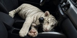 Detienen a hombre que transportaba tigre de Bengala blanco en la Ciudad de México