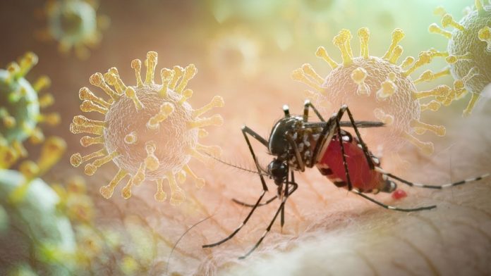 dengue-florida-2026-121504