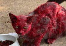Buscan con urgencia a gato rojo: ¿qué fue lo que pasó?