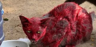 Buscan con urgencia a gato rojo: ¿qué fue lo que pasó?