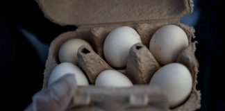 Retiran en 6 estados de EE. UU. 19 millones de huevos por posible Salmonella