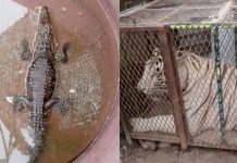 Aseguran tigre y cocodrilo en un autolavado de Chihuahua