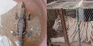 Aseguran tigre y cocodrilo en un autolavado de Chihuahua