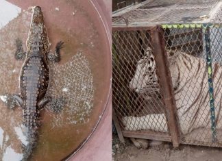 Aseguran tigre y cocodrilo en un autolavado de Chihuahua