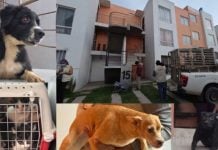 Aseguran 20 animales tras cateo por maltrato en Jalisco