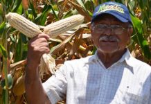 Tamaulipas pide entrar a “Precio Justo” para el maíz