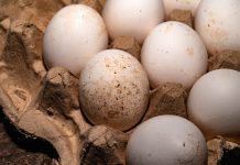 Sigue alerta por huevos con salmonela en EE.UU: ¿cómo cocinarlos para evitar enfermar?