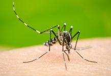 Confirman segundo caso de dengue en Nuevo Laredo
