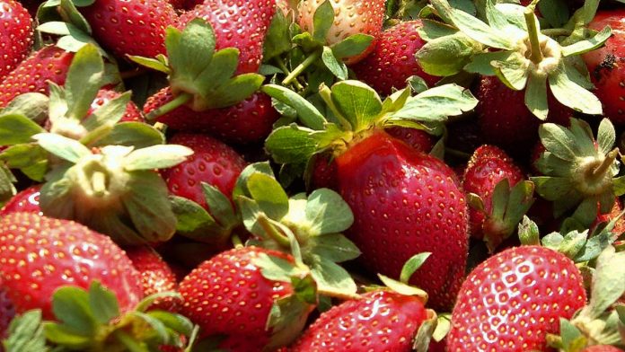 fresas-cuartoscuro-222106