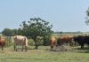 La sequía pega al campo en Tamaulipas; aún no mata ganado