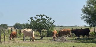 La sequía pega al campo en Tamaulipas; aún no mata ganado