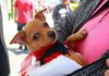 Mascotas de compañía serán reconocidas oficialmente como integrantes de la familia en Tamaulipas
