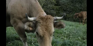 Gusano barrenador llega a Sonora: sólo quedan 2 Estados mexicanos libres de plaga