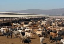 Tamaulipas podría ser opción para exportar ganado a EEUU
