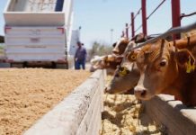 Tamaulipas podría exportar ganado por Coahuila o Nuevo León
