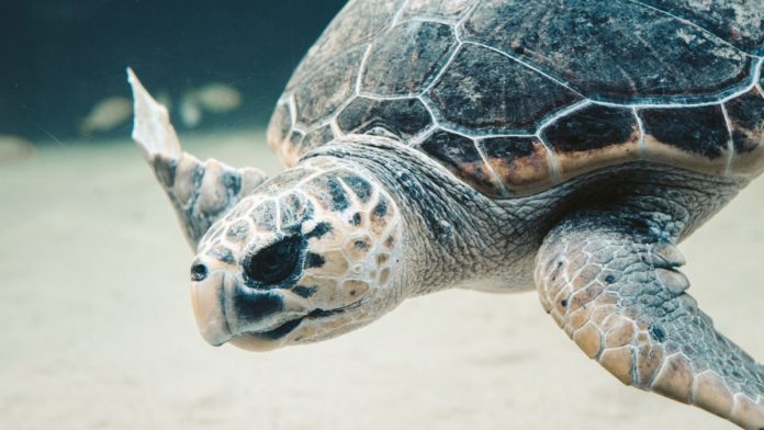 tortuga-110841