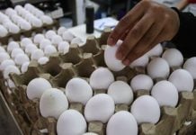 El precio del kilo de huevo sube en México y estas son las posibles razones; aumentó 7.92% en agosto