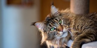 Un gatito rompe récord mundial Guinness por nacer con 29 dedos