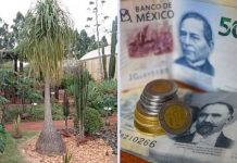 Multarán con más de 5 millones de pesos a quienes tengan esta planta exhibida en su hogar