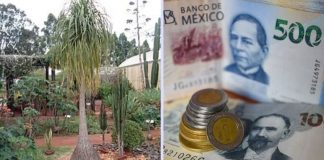 Multarán con más de 5 millones de pesos a quienes tengan esta planta exhibida en su hogar