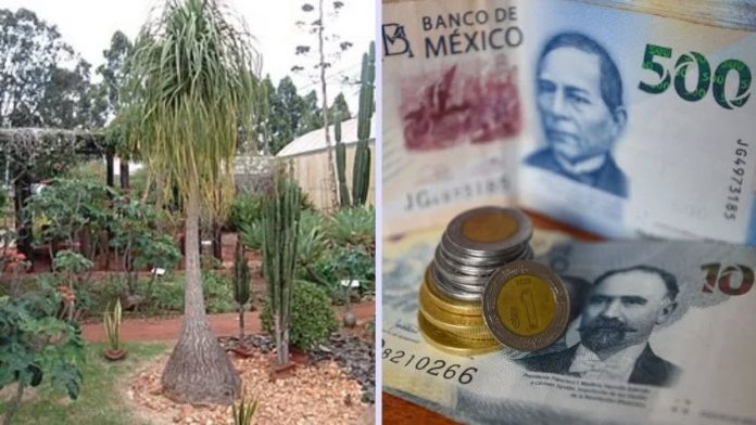 Y PLANTA