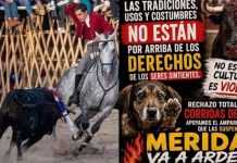 Escala polémica por corridas de toros en Yucatán; convocan a dos manifestaciones para este domingo 30 de agosto