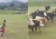 ¡Inesperado! Irrumpieron vacas en partido de futbol en Michoacán