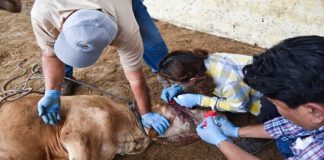 Recortaron 628 mdp a SENASICA; Tamaulipas mantiene recursos para sanidad