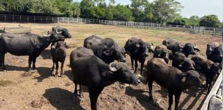Analizan resguardo de animales exóticos asegurados en el sur
