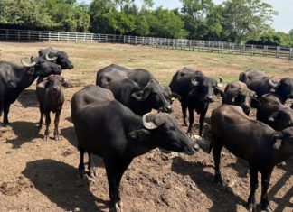 Analizan resguardo de animales exóticos asegurados en el sur