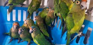 Tráfico ilegal de loros pone bajo alerta a Yucatán