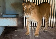 Aseguran en Tamaulipas un animal que no existe de forma natural