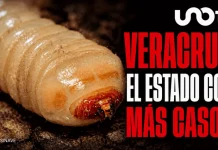 México reporta una nueva muerte en humanos por gusano barrenador; ya van 4 decesos en 2026