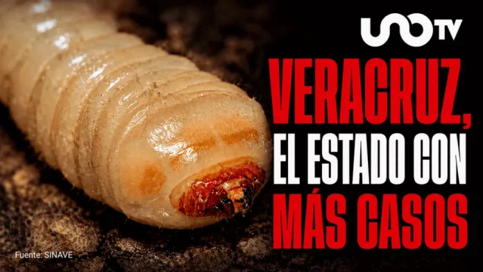 muertes-por-gusano-barrenador-121407-1024x576