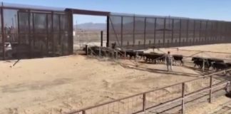 Reanudan exportación de ganado sonorense a EEUU el 8 de septiembre