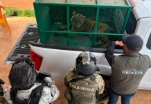 Aseguran dos tigres de Bengala en Coalcomán, Michoacán