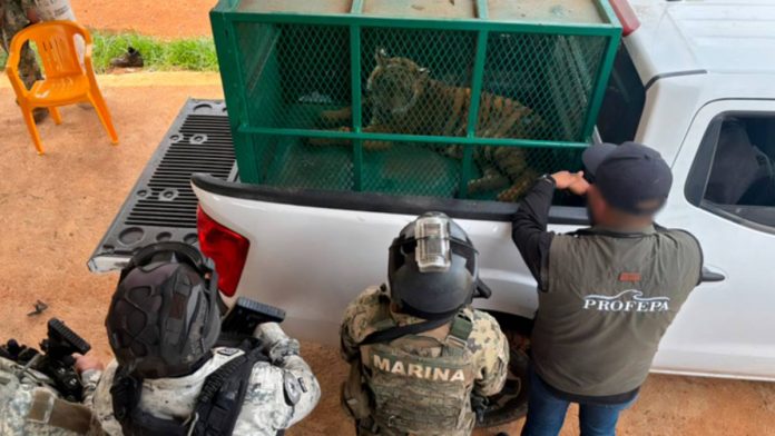 aseguran-dos-tigres-bengala-michoacan-113847