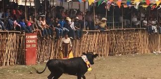 Animalistas obtienen suspensión provisional de corridas de toros en 3 municipios yucatecos
