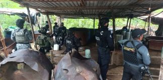 Incautan 7.8 toneladas de droga en Guerrero: García Harfuch