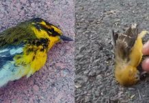 Mueren aves por deshidratación ante ola de calor extremo