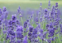 Parece Europa, pero está en Tamaulipas: el campo de lavanda que sorprende en Altamira